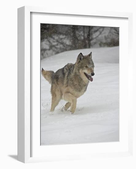 Gray Wolf (Canis Lupus) Running in the Snow in Captivity, Near Bozeman, Montana-null-Framed Photographic Print