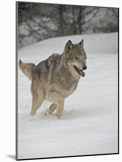 Gray Wolf (Canis Lupus) Running in the Snow in Captivity, Near Bozeman, Montana-null-Mounted Photographic Print