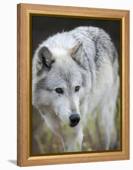 Gray Wolf, Canis Lupus, West Yellowstone, Montana-Maresa Pryor-Framed Premier Image Canvas