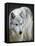 Gray Wolf, Canis Lupus, West Yellowstone, Montana-Maresa Pryor-Framed Premier Image Canvas