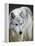 Gray Wolf, Canis Lupus, West Yellowstone, Montana-Maresa Pryor-Framed Premier Image Canvas