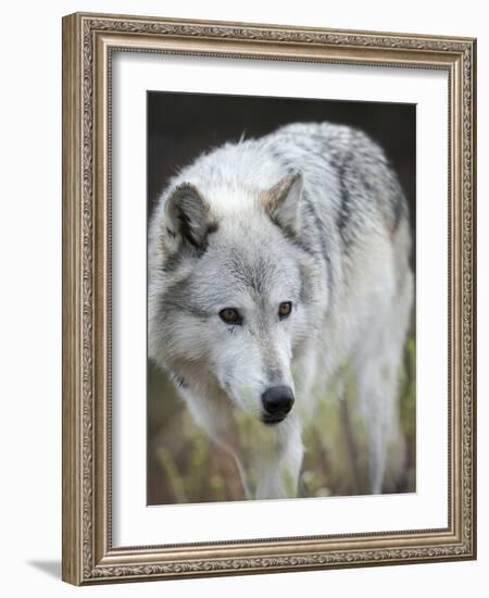 Gray Wolf, Canis Lupus, West Yellowstone, Montana-Maresa Pryor-Framed Photographic Print