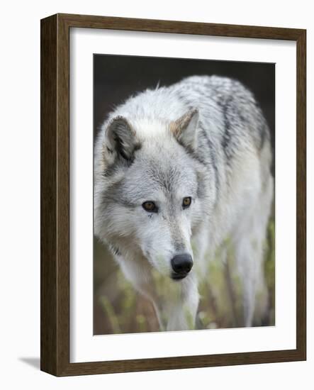 Gray Wolf, Canis Lupus, West Yellowstone, Montana-Maresa Pryor-Framed Photographic Print