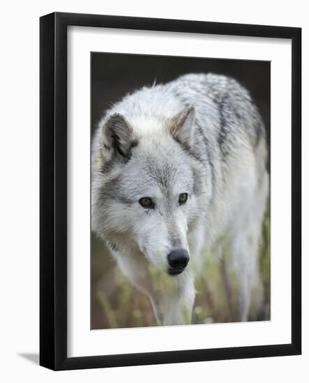 Gray Wolf, Canis Lupus, West Yellowstone, Montana-Maresa Pryor-Framed Photographic Print