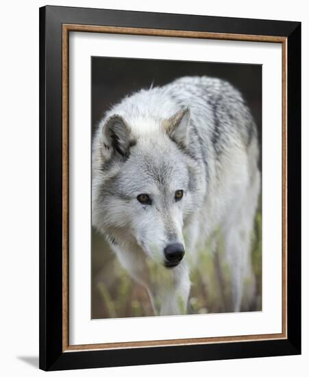 Gray Wolf, Canis Lupus, West Yellowstone, Montana-Maresa Pryor-Framed Photographic Print