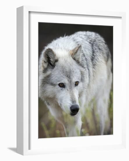 Gray Wolf, Canis Lupus, West Yellowstone, Montana-Maresa Pryor-Framed Photographic Print