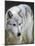 Gray Wolf, Canis Lupus, West Yellowstone, Montana-Maresa Pryor-Mounted Photographic Print