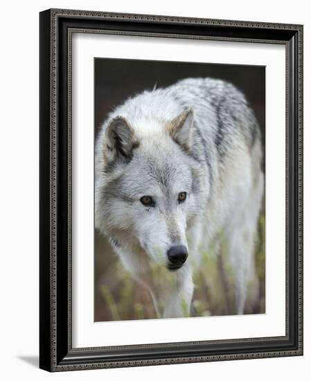 Gray Wolf, Canis Lupus, West Yellowstone, Montana-Maresa Pryor-Framed Photographic Print