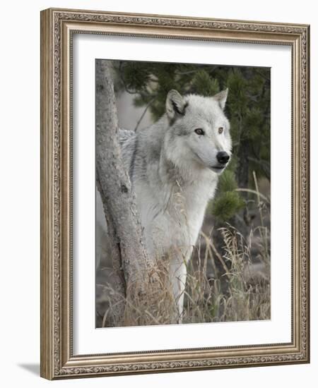 Gray Wolf, Canis Lupus, West Yellowstone, Montana-Maresa Pryor-Framed Photographic Print