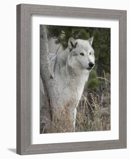 Gray Wolf, Canis Lupus, West Yellowstone, Montana-Maresa Pryor-Framed Photographic Print