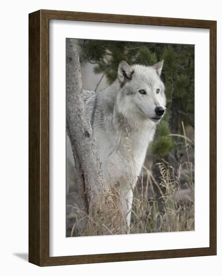 Gray Wolf, Canis Lupus, West Yellowstone, Montana-Maresa Pryor-Framed Photographic Print