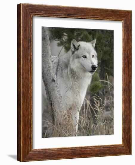 Gray Wolf, Canis Lupus, West Yellowstone, Montana-Maresa Pryor-Framed Photographic Print