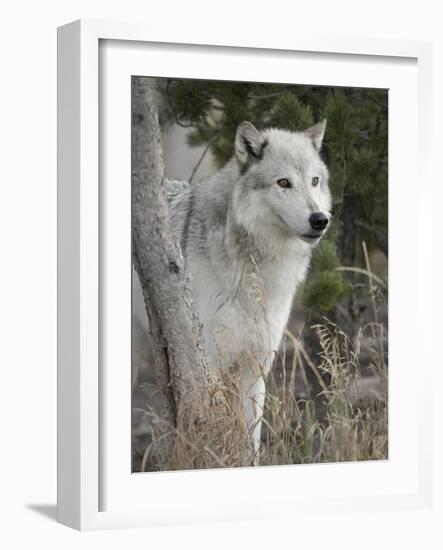 Gray Wolf, Canis Lupus, West Yellowstone, Montana-Maresa Pryor-Framed Photographic Print