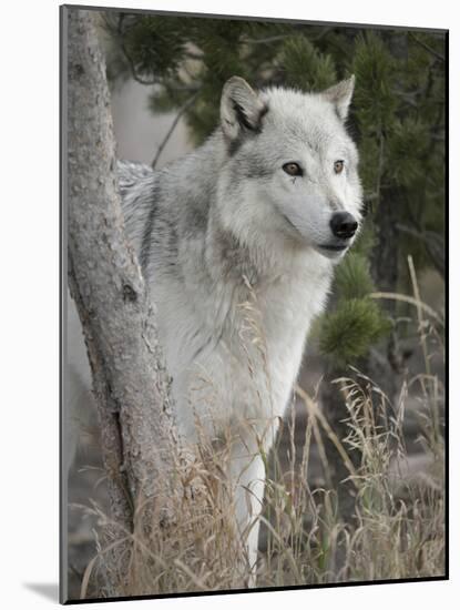 Gray Wolf, Canis Lupus, West Yellowstone, Montana-Maresa Pryor-Mounted Photographic Print