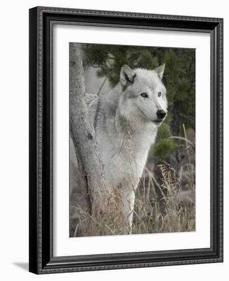 Gray Wolf, Canis Lupus, West Yellowstone, Montana-Maresa Pryor-Framed Photographic Print