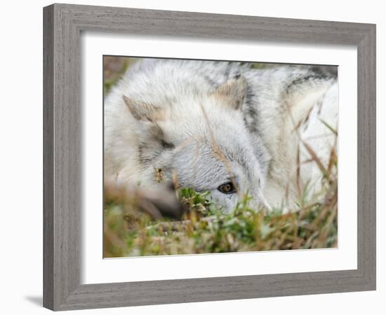 Gray Wolf, Canis Lupus, West Yellowstone, Montana-Maresa Pryor-Framed Photographic Print