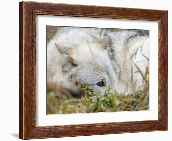 Gray Wolf, Canis Lupus, West Yellowstone, Montana-Maresa Pryor-Framed Photographic Print