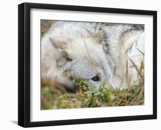 Gray Wolf, Canis Lupus, West Yellowstone, Montana-Maresa Pryor-Framed Photographic Print