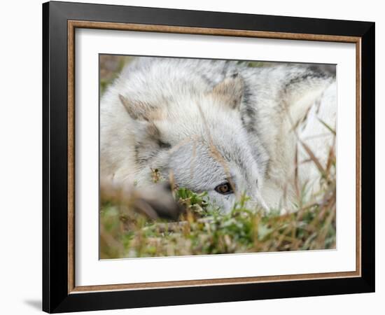 Gray Wolf, Canis Lupus, West Yellowstone, Montana-Maresa Pryor-Framed Photographic Print