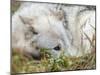 Gray Wolf, Canis Lupus, West Yellowstone, Montana-Maresa Pryor-Mounted Photographic Print