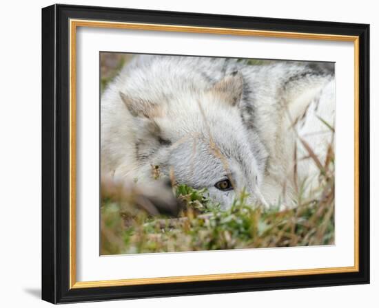 Gray Wolf, Canis Lupus, West Yellowstone, Montana-Maresa Pryor-Framed Photographic Print