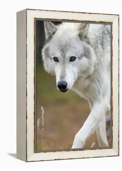 Gray Wolf, Canis Lupus, West Yellowstone, Montana-Maresa Pryor-Framed Premier Image Canvas