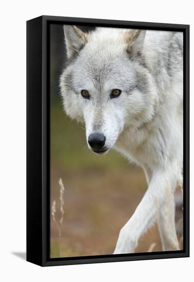 Gray Wolf, Canis Lupus, West Yellowstone, Montana-Maresa Pryor-Framed Premier Image Canvas