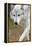 Gray Wolf, Canis Lupus, West Yellowstone, Montana-Maresa Pryor-Framed Premier Image Canvas