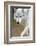 Gray Wolf, Canis Lupus, West Yellowstone, Montana-Maresa Pryor-Framed Photographic Print