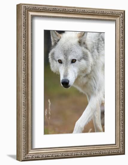 Gray Wolf, Canis Lupus, West Yellowstone, Montana-Maresa Pryor-Framed Photographic Print