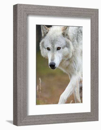 Gray Wolf, Canis Lupus, West Yellowstone, Montana-Maresa Pryor-Framed Photographic Print