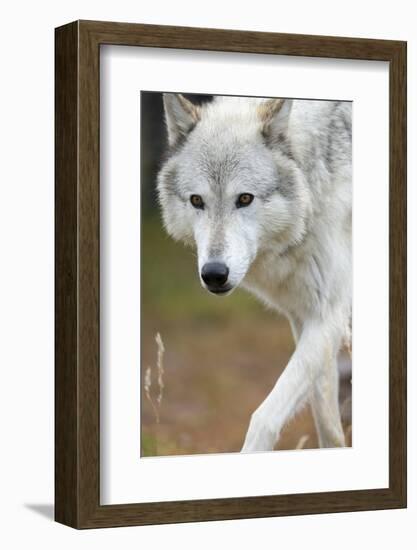 Gray Wolf, Canis Lupus, West Yellowstone, Montana-Maresa Pryor-Framed Photographic Print