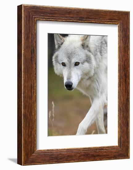 Gray Wolf, Canis Lupus, West Yellowstone, Montana-Maresa Pryor-Framed Photographic Print