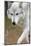 Gray Wolf, Canis Lupus, West Yellowstone, Montana-Maresa Pryor-Mounted Photographic Print