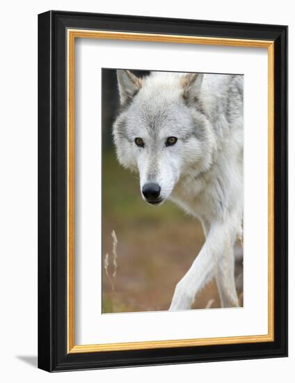 Gray Wolf, Canis Lupus, West Yellowstone, Montana-Maresa Pryor-Framed Photographic Print