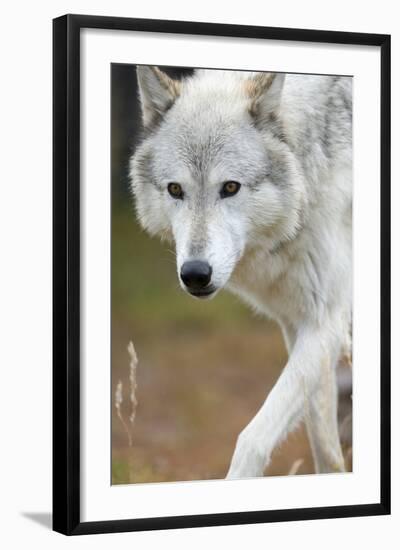 Gray Wolf, Canis Lupus, West Yellowstone, Montana-Maresa Pryor-Framed Photographic Print