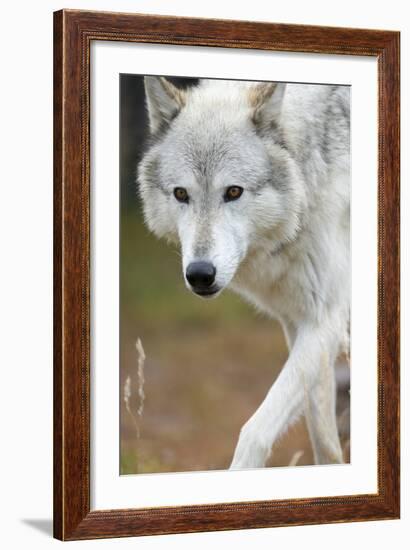 Gray Wolf, Canis Lupus, West Yellowstone, Montana-Maresa Pryor-Framed Photographic Print