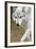 Gray Wolf, Canis Lupus, West Yellowstone, Montana-Maresa Pryor-Framed Photographic Print