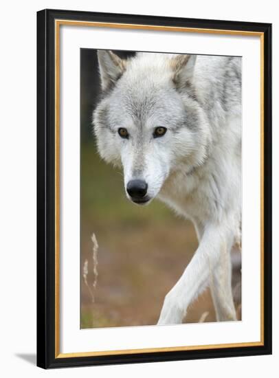 Gray Wolf, Canis Lupus, West Yellowstone, Montana-Maresa Pryor-Framed Photographic Print