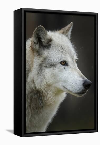 Gray Wolf, Canis lupus, Yellowstone, Montana.-Maresa Pryor-Framed Premier Image Canvas