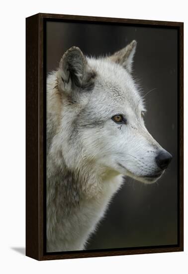 Gray Wolf, Canis lupus, Yellowstone, Montana.-Maresa Pryor-Framed Premier Image Canvas