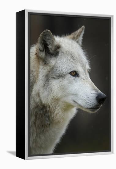 Gray Wolf, Canis lupus, Yellowstone, Montana.-Maresa Pryor-Framed Premier Image Canvas