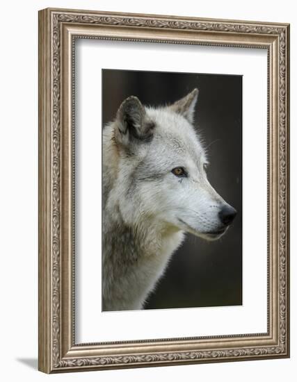 Gray Wolf, Canis lupus, Yellowstone, Montana.-Maresa Pryor-Framed Photographic Print