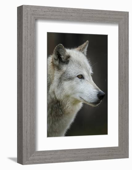 Gray Wolf, Canis lupus, Yellowstone, Montana.-Maresa Pryor-Framed Photographic Print