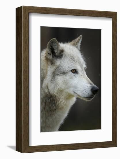 Gray Wolf, Canis lupus, Yellowstone, Montana.-Maresa Pryor-Framed Photographic Print