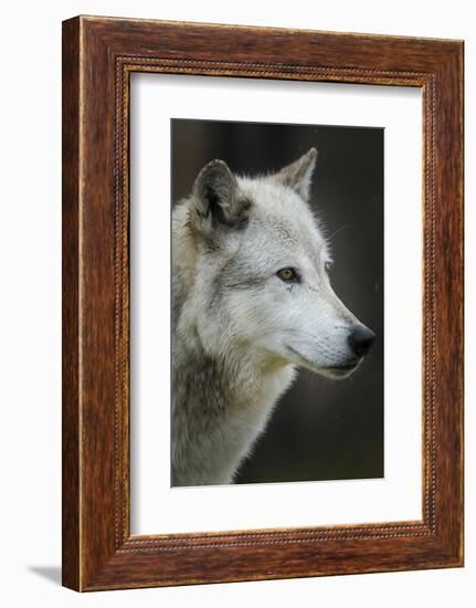 Gray Wolf, Canis lupus, Yellowstone, Montana.-Maresa Pryor-Framed Photographic Print