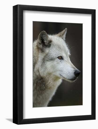 Gray Wolf, Canis lupus, Yellowstone, Montana.-Maresa Pryor-Framed Photographic Print