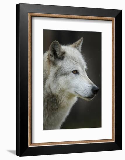 Gray Wolf, Canis lupus, Yellowstone, Montana.-Maresa Pryor-Framed Photographic Print