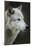 Gray Wolf, Canis lupus, Yellowstone, Montana.-Maresa Pryor-Mounted Photographic Print