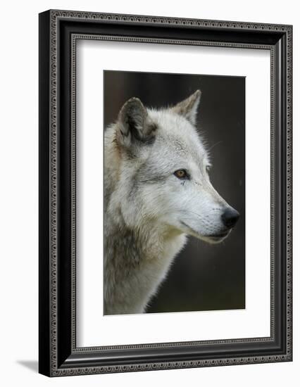 Gray Wolf, Canis lupus, Yellowstone, Montana.-Maresa Pryor-Framed Photographic Print